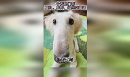 娱乐吃瓜酱细狗,娱乐吃瓜酱带你领略娱乐圈的酸甜苦辣