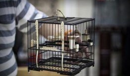 花鸟笼电影在线观看,穿越时空的美丽邂逅