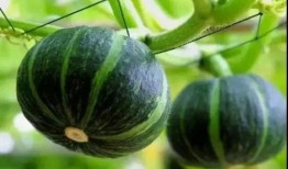 21年网红吃瓜事件,揭秘网络舆论背后的真相与争议