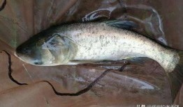 爆料鲢鳙钓法视频,视频爆料钓鱼高手独门技巧大公开