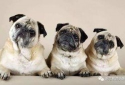 巴哥被爆料出轨后续视频,后续视频揭露惊人真相