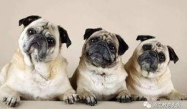 巴哥被爆料出轨后续视频,后续视频揭露惊人真相