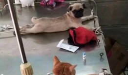 巴哥被爆料出轨后续视频,后续视频揭露惊人真相