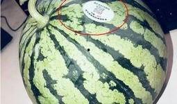 吃瓜网红瓜,吃瓜群众背后的故事