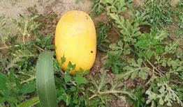 最新的瓜爆料,揭秘娱乐圈最新惊天大瓜！