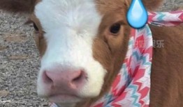 娱乐吃瓜酱细狗,娱乐吃瓜酱带你领略娱乐圈的酸甜苦辣