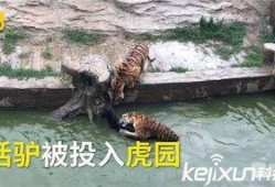 二驴和陈舒克最新爆料,揭秘娱乐圈幕后真相