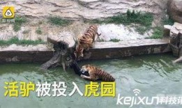 二驴和陈舒克最新爆料,揭秘娱乐圈幕后真相