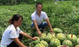 南和网红吃瓜事件,揭秘网络舆论的风云变幻