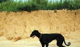 娱乐吃瓜酱细狗,娱乐吃瓜酱带你领略娱乐圈的酸甜苦辣