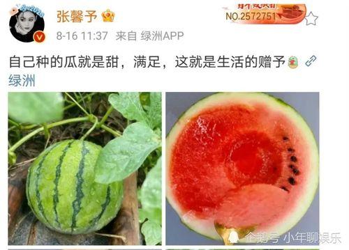可以吃娱乐圈的瓜,揭秘明星幕后故事